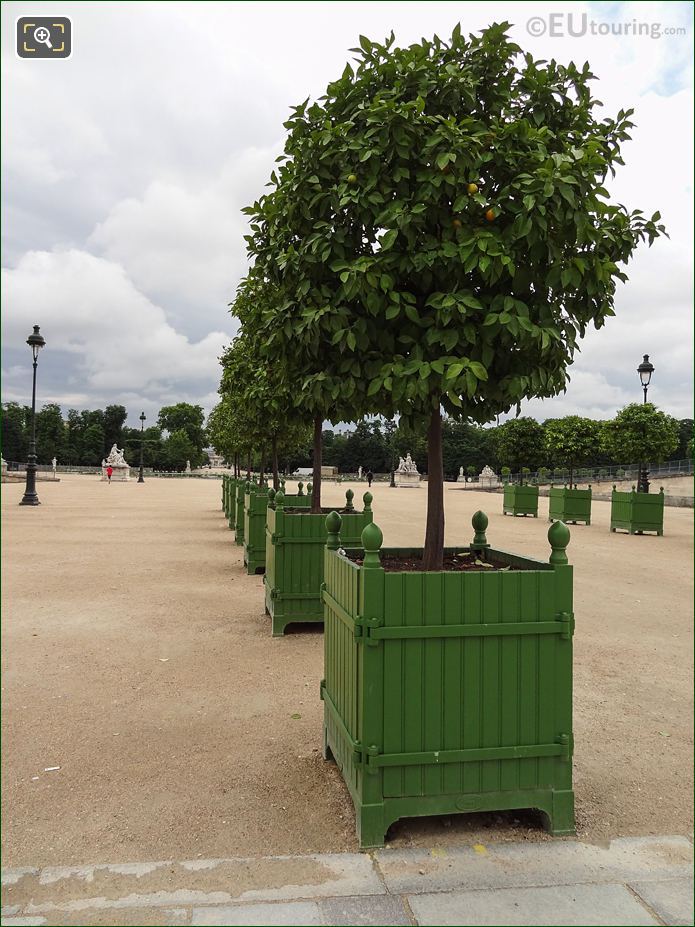 Fer a Cheval orange trees in Jardin des Tuileries looking SE
