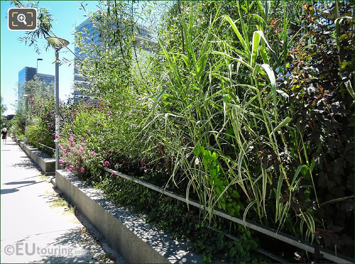 Allee Arthur Rimbaud shrubs and grasses