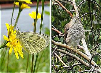 Wildlife within Bibliotheque Francois-Mitterrand Forest Garden