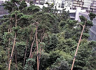 Trees within the Bibliotheque Francois-Mitterrand Forest Garden