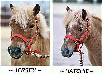 Jersey and Hatchie at the Centre Equestre de la Villette