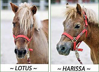 Lotus and Harissa at the Centre Equestre de la Villette