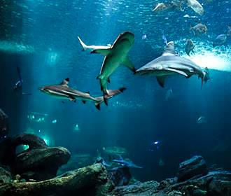 Shark tank inside L’Aquarium de Paris