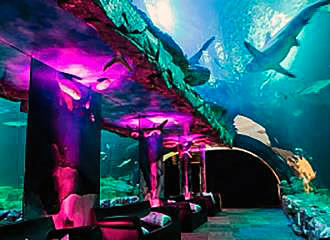 Glass tunnel at L’Aquarium de Paris