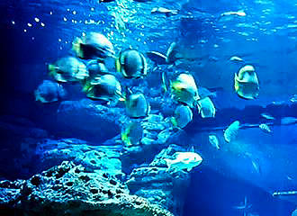 Butterflyfish at L’Aquarium de Paris