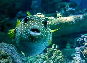Pufferfish at L’Aquarium de Paris