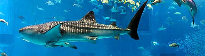 Whale shark inside L’Aquarium de Paris