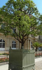 Images of 250 year old orange tree