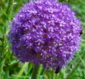 Images of flowers at Place Denfert-Rochereau