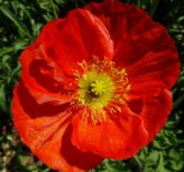 Images of Iceland Poppies