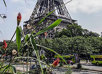 Eiffel Tower and garden