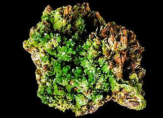 Green mineral crystals at Galerie de Mineralogie et de Geologie