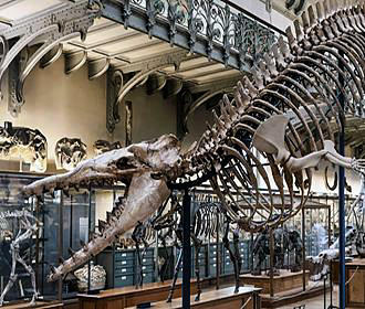 Dinosaur skeletons at Galeries d'Anatomie Comparee et de Paleontologie
