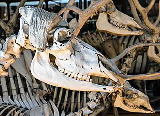 Fossil skull at Galeries d'Anatomie Comparee et de Paleontologie