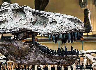 Trex skull in Galeries d'Anatomie Comparee et de Paleontologie