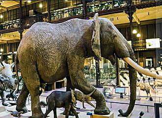Elephants in Grande Galerie de l’Evolution