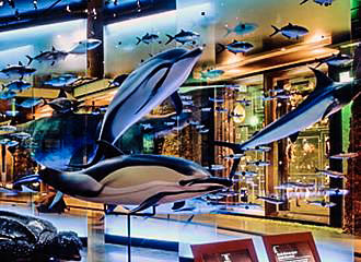 Display of dolphins within Grande Galerie de l’Evolution