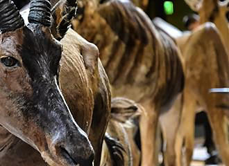 Antelopes inside Grande Galerie de l’Evolution