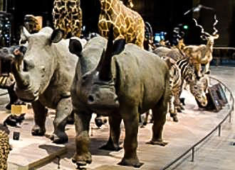 Rhinoceros within Grande Galerie de l’Evolution
