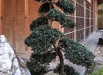 Bonsai tree in Japanese Garden