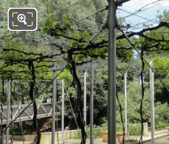 Jardin de la Treille grape vines