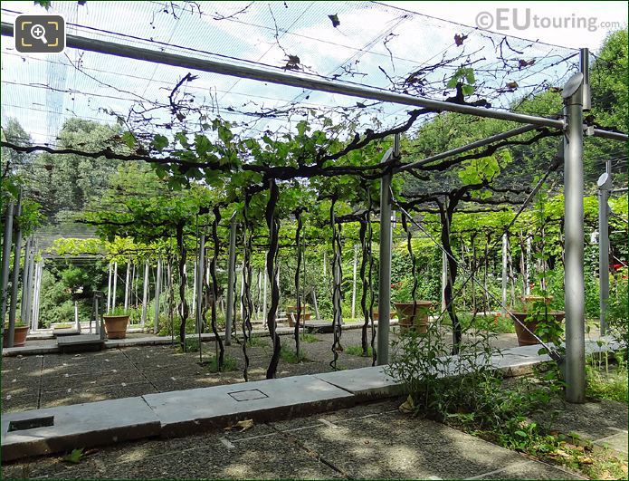 Paris vineyard at Park Villette