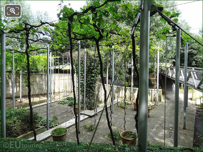 Vineyard in the Trellis Gardens within Park Villette