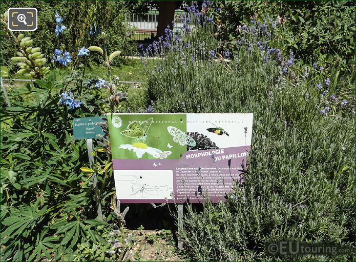 Information board on morphology of butterflies