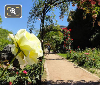 Yellow rose in rose garden of Jardin des Plantes