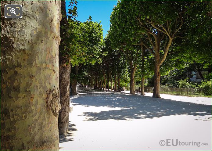 Allee Hauy within Jardin des Plantes