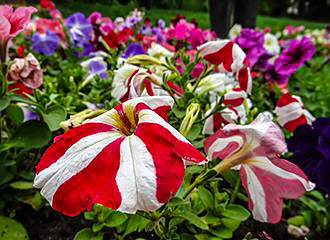 Jardins des Champs Elysees flowers