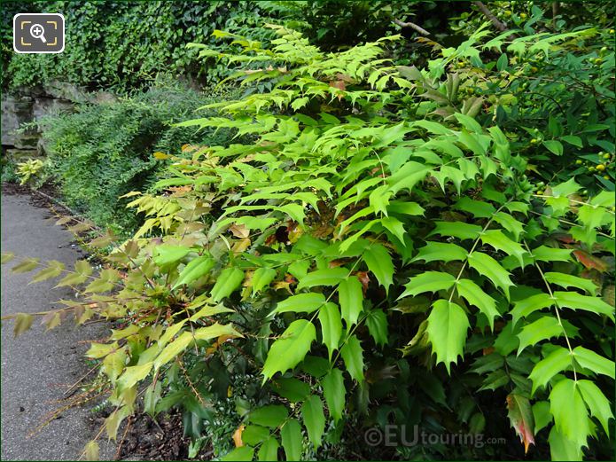 Jardins du Trocadero ground cover and foliage