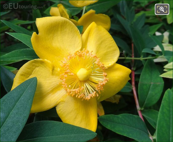 Macro of yellow flower inside Jardins du Trocadero