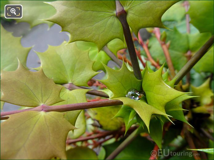 Water droplet on spiky leaf bush in Jardins du Trocadero