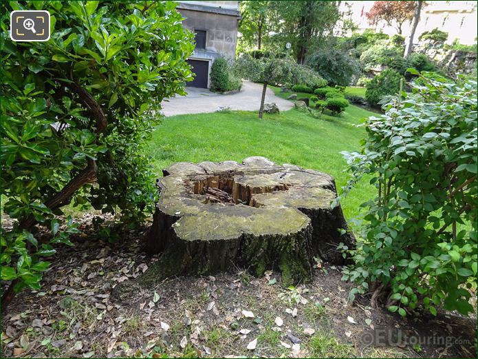 Tree trunk in Jardins du Trocadero from old cut down tree