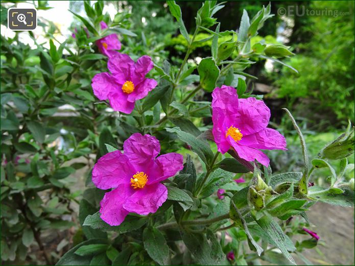 Pink Wild Roses in Jardins du Trocadero, Paris