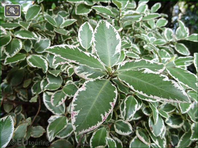 Variegated plant leaves in Jardins du Trocadero