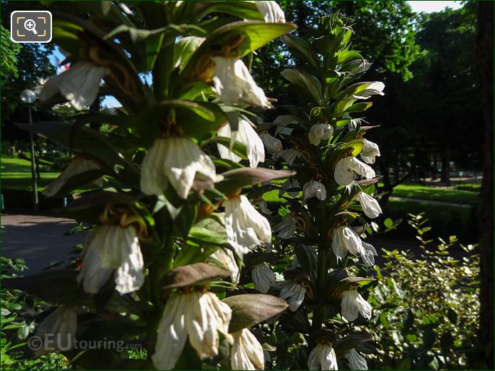 Flowering perennials in Jardins du Trocadero, Paris