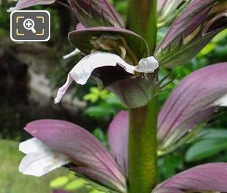 Mauve and white Bear's Breeches flowers in Jardins du Trocadero