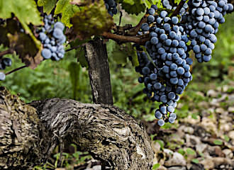 La Reserve Cos d'Estournel grape vines