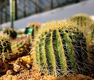 Cactuses within Les Grandes Serres