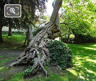 Jardin du Luxembourg historical tree root system