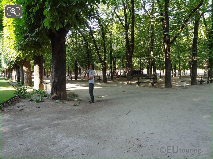 Gardener tree pruning in Jardin du Luxembourg, Paris