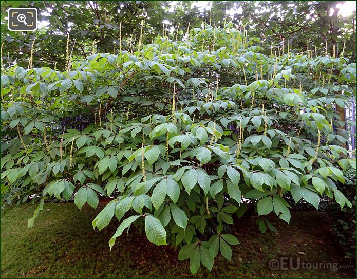 Shrub growing in Jardin du Luxembourg East side