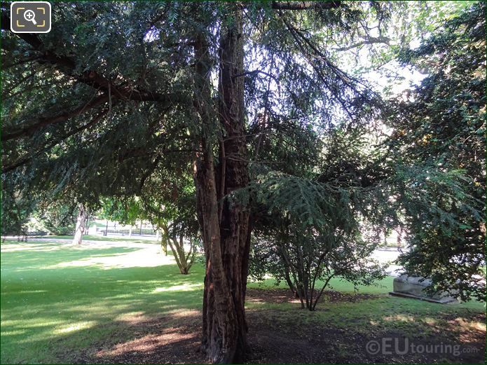 English Yew Tree, Jardin du Luxembourg, Paris