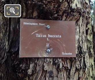 Tourist info plaque on Taxus Baccata English Yew Tree, Jardin du Luxembourg