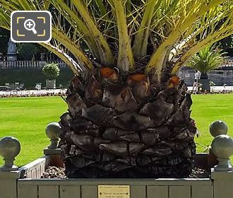 Base of Canary Island Date Palm or Phoenix Canariensis