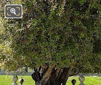 Foliage on ornamental Pomegranate Tree in Jardin du Luxembourg