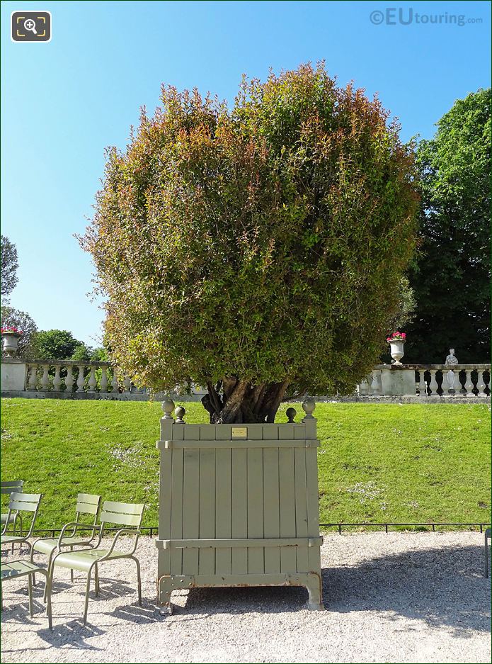 Jardin du Luxembourg green oak crate 26 with flowering Pomegranate Tree