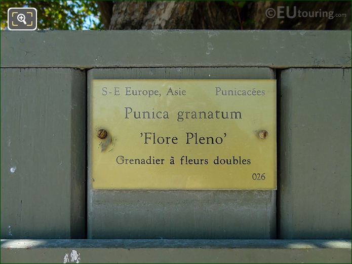 Pot 26 info plaque for Punica Granatum in Jardin du Luxembourg